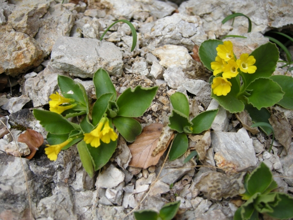 Primula auricula / Primula orecchia d''orso